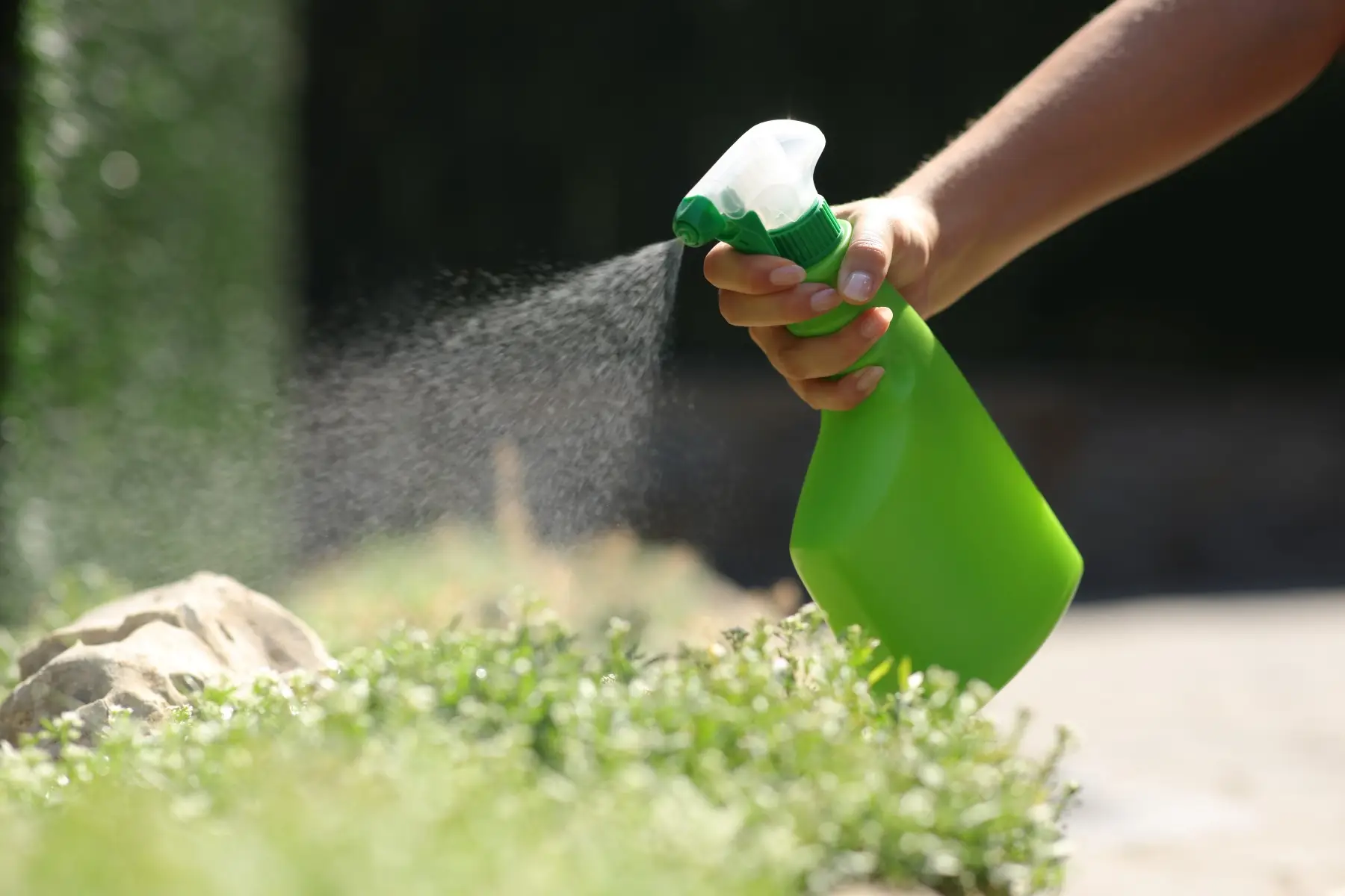 Woman spraying plants